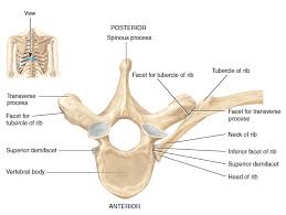 Test your knowledge about the ribs anatomy here Posterior View Of Left Ribs Articulated With Thoracic Vertebrae And Sternum Diagram Quizlet