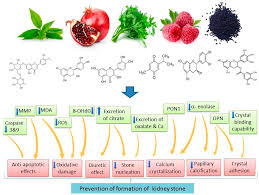Ijms Free Full Text Dietary Plants For The Prevention And Management Of Kidney Stones Preclinical And Clinical Evidence And Molecular Mechanisms Html