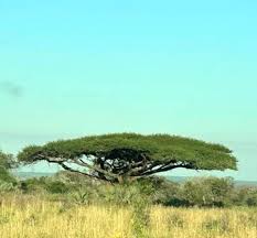 Image result for Acacia tortilis