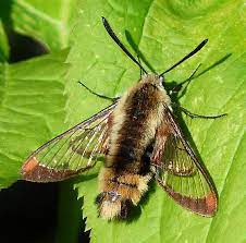Check spelling or type a new query. Large Bee Like Insect Hemaris Bugguide Net