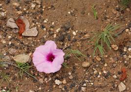 Image result for Ipomoea bolusiana