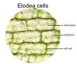 May 23, 2019 · the discovery of the cell would not have been possible if not for advancements to the microscope. Cells Observation Lab Activity Plant Cell Cells Worksheet Lab Activities