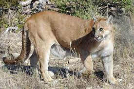 We did not find results for: Estimating Texas Mountain Lion Population Is Like Herding Cats Literally Reporting Texas Reporting Texas