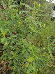 Image result for Aeschynomene nodulosa