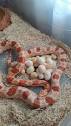 My first ever clutch - Corn Snakes - MorphMarket Reptile Community
