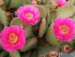 There are 5057 pink flower cactus for sale on etsy, and they cost €6.13 on average. Celebrating The Flowery Side Of Cacti Altman Plants