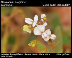 Image result for Desmodium scorpiurus