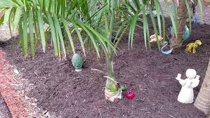 Image result for Gaussia maya