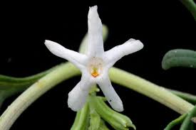 Image result for Chascanum