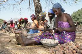 Image result for Schinziophyton rautanenii