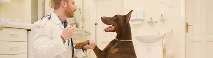 We will go through questions over the phone and then have you meet us at the front door. Global Veterinary Services Market On Cloud Canine Lincoln International