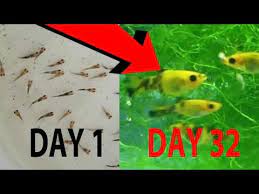 This video will give you an impression of the average growth rate & development of the fry in my betta territory from day one to. Molly Fry Growth Day By Day Youtube