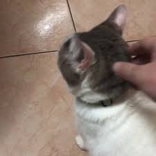 Maybe you would like to learn more about one of these? Pet Express Llc Home Facebook