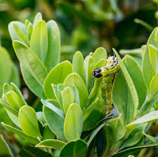 Image result for caterpillar box tree moth inside buxus plant