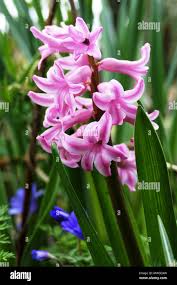 Image result for Hyacinthaceae