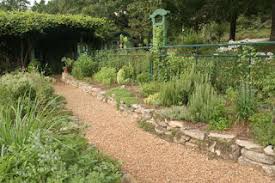 Image result for Aeollanthus suaveolens