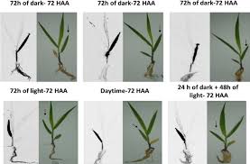 Image result for Urochloa brizantha