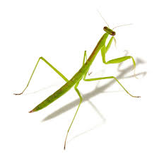 Some are parasites, such as lice and bed bugs. A List Of Different Types Of Flying Insects With Pictures Animal Sake