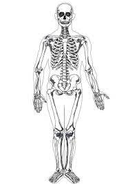 There's something for everyone from beginners to the advanced. Coloring Page Human Skeleton Free Printable Coloring Pages Img 7622
