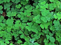 Maybe you would like to learn more about one of these? Clovers Trefoil Red Clover Hares Tail Clover Dutch Clover Swedish Clover Hop Trefoil Meadow Clover Trifolium