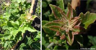 Image result for Searsia tomentosa