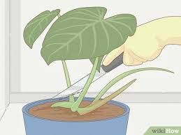 Philodendron make great houseplants because they thrive in normal indoor conditions away from direct sunlight. Easy Ways To Grow Philodendron From Cuttings With Pictures