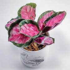 Pink flowers are perfect for everyone from your girlfriend to mom or daughter, and look beautiful in any garden. 31 Awesome Pretty Pink Indoor Houseplants In 2021 Plants Indoor Flowering Plants Pink Plant