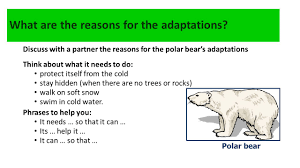 They travel across the snow and pack ice looking for food polar bear. Adaptations To Different Habitats Ppt Video Online Download