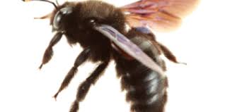 What is a honey bee? Carpenter Bees Knox Pest Control