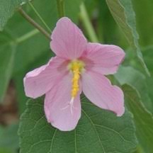 Image result for Kosteletzkya grantii