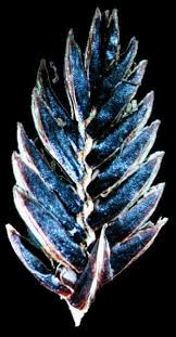Image result for Alinula paradoxa