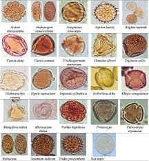 Image result for Andropogon canaliculatus