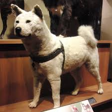 Die geschichte beruht auf einer wahren begebenheit!!! Hachiko Der Treueste Hund Der Welt Der Spiegel