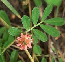 Image result for Indigofera kirkii