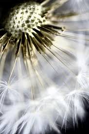 Fun With Dandelions Dandelion Dandelion Seed Amazing Nature