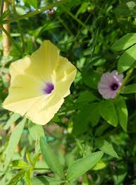 Image result for Ipomoea tuberculata