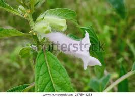 Image result for Sesamum radiatum