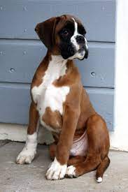 Learn Additional Information On Boxer Puppies Browse Through Our Internet Site Boxerpuppies Boxer Dog Puppy Boxer Dogs Facts Boxer Puppies