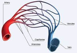 Artery Arteriole Capillary Vein Venule Arteries And Veins Physiology Arteries