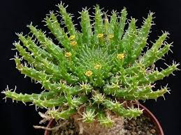 Image result for Euphorbia davyi