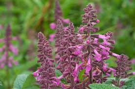 Image result for Stachys