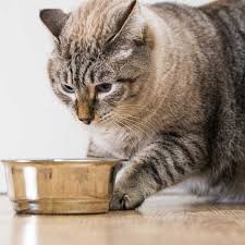 Your cat may cry after eating because it has an upset stomach. Why Does Your Cat Want You To Watch Her Eat Let S Talk Affection Eating In Cats Catster