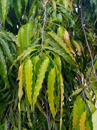 Image result for Monoon