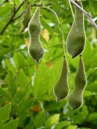 Houston Gardens Soft Velvety Seed Pods Seed Pods Seeds Houston Garden