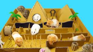 Diy Pyramid Race From Cardboard For Many Cute Hamsters Cute Hamsters Hamster Toys Hamster Diy