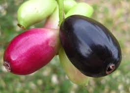 Image result for Syzygium cumini