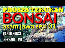 Hidangan makanan yang dibuat dari daging memang seringkali menjadi sebuah hidangan yang nikmat dan sedap. Belajar Tekukan Bonsai Asam Jawa Seri 01 Youtube