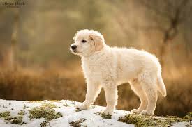 17 Hundefoto Ideen Inspirationen Traumfotografen De