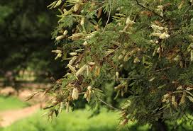 Image result for Newtonia hildebrandtii