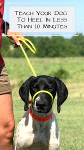 How to teach your dog to heel. Teach Your Dog To Heel In Less Than 10 Minutes Hunting Dogs Training Dog Training Dog Training Tools